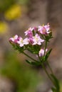 Macro photography of a wild flower - Centaurium erythraea Royalty Free Stock Photo