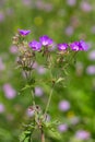 Macro photography of a wild flower - Geranium sylvaticum