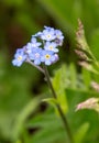 Macro photography of a wild flower - Myosotis alpestris