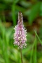 Macro photography of a wild flower - Plantago media