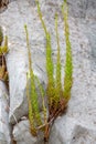 Macro photography of a wild flower - Sedum sediforme