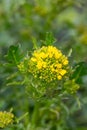 Macro photography of a wild flower - Sisymbrium irio