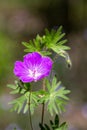 Macro photography of a wild flower - Geranium nodosum