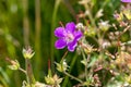 Macro photography of a wild flower - Geranium sylvaticum