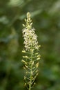 Macro photography of a wild flower - Loncomelos pyrenaicus