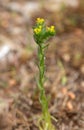 Macro photography of a wild flower - Neatostema apulum Royalty Free Stock Photo