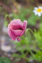 Macro photography of a wild flower - Papaver rhoeas) Royalty Free Stock Photo