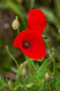 Macro photography of a wild flower - Papaver rhoeas Royalty Free Stock Photo