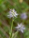 Macro photography of a wild flower - Phyteuma betonicifolium