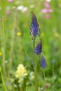 Macro photography of a wild flower - Phyteuma spicatum Royalty Free Stock Photo