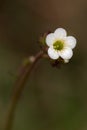 Macro photography of a Saxifraga granulata Royalty Free Stock Photo