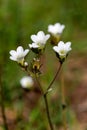 Macro photography of a wild flower - Saxifraga granulata Royalty Free Stock Photo