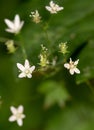 Macro photography of a wild flower - Saxifraga rotundifolia Royalty Free Stock Photo