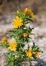 Macro photography of a wild flower - Scolymus hispanicus