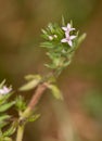 Macro photography of a wild flower - Sherardia arvensis
