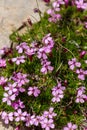 Macro photography of a wild flower - Silene acaulis