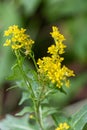 Macro photography of a wild flower - Sisymbrium austriacum