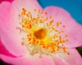 Macro photography of wild rose flower