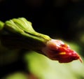 Macro photography of a wilted green bud with a red tail, preparing for the opening and release of seeds on umbrellas