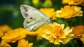 Macro Photography: Wood White Butterfly On Marigold