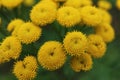 Macro photography yellow field flowers