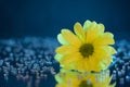 Macro photography of yellow flower standing on a mirror among rhinestones