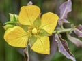 Macro photography of a yellow primrose-willow flower with some raindrops on it