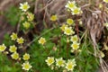 Macro photography of a wild flower - Saxifraga bryoides Royalty Free Stock Photo