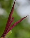 macro photography, young leaves of wild plants are unique and beautiful