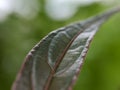 macro photography, young leaves of wild plants are unique and beautiful