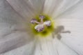 Macro photogrphy of a white field bindweed flower