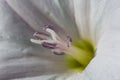 Macro photogrphy of a white field bindweed flower