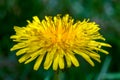 Dandelion flower and its well developed ray florets
