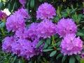 Macro photos of beautiful flowers with petals of purple on the branches of a Bush of Rhododendron