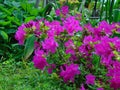 Macro photos of beautiful flowers with petals of purple hue on the branch of a shrub of the Rhododendron