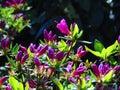 Macro photos of beautiful flowers with petals of purple, pink shades on the branches of a Bush of Rhododendron