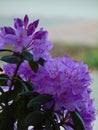 Macro photos of beautiful flowers with petals of purple shade on the branch of a shrub of the Rhododendron