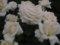 Macro photos of beautiful flowers Roses with velvet petals