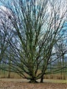 Macro photos with landscape background March the first spring days in the Park with decorative trees Royalty Free Stock Photo