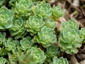 Closeup of Silver Gem Stonecrop Rhodiola pachyclados