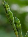 macro photos, unique plants in the wild