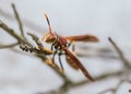 Macro photos of Wasp on a twig, has orange and yellow colors Royalty Free Stock Photo