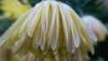 White Dahlia pinnata cav flower with water drops