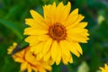 Macro picture of Arnica flower on green background