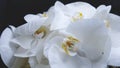 Macro picture of beautiful large petals of a white Orchid flower. Delicate flowers in a wedding bouquet. Black background Royalty Free Stock Photo