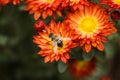 A macro picture while a bee gathered pollen from orange flowers. Bees are very hardworking insects. Autumn flowers.