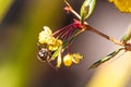 Macro picture of a bee taking nectar from a yellow flower against a blurry background Royalty Free Stock Photo