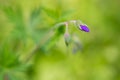 Macro picture of bud of purple geranium