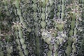 Detal / macro picture of a cactus plant
