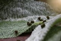 Macro picture of caterpillar feces on top of green rabbit ears plant leaf Stachys byzantina